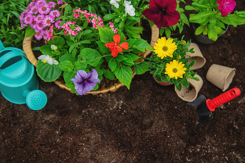 Plant flowers in the garden